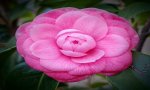 Verbania
Mostra della Camelia compie 55 anni