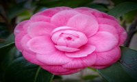 Verbania
Mostra della Camelia compie 55 anni