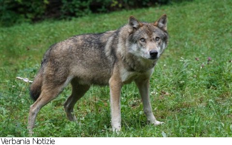 Cambiasca
"Lupo in Val Cannobina, Val Grande e Valle Intrasca"