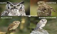 San Bernardino Verbano
"Una notte da gufi"