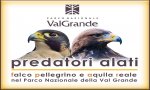 Vogogna
Serata su falco pellegrino e aquila reale 