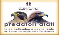 Vogogna
Serata su falco pellegrino e aquila reale 