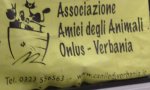 Verbania
Canile: Amici degli Animali risponde ad Adigest