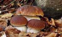 Verbania
Servizio di Micologia - controllo funghi
