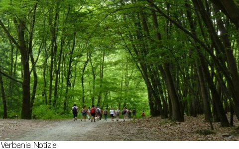 Nonio
Tra Faggi e Sorgenti