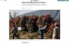 Fuori Provincia
Mostra della Camelia Invernale sul New York Times
