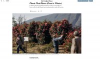 Fuori Provincia
Mostra della Camelia Invernale sul New York Times