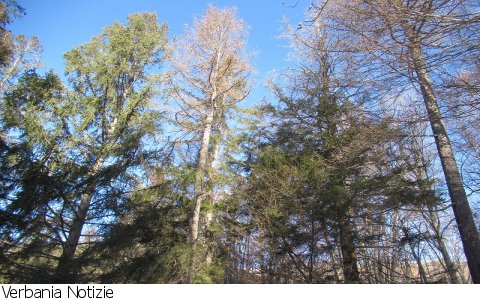 Caprezzo
Interventi selvicolturali di disetaneizzazione nella Pineta di Caprezzo