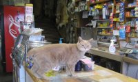 Fuori Provincia
Crazy News: Stubbs, il gatto sindaco