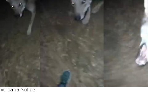 Malesco
Comitato Salvaguardia Allevatori VCO: lifewolfalps