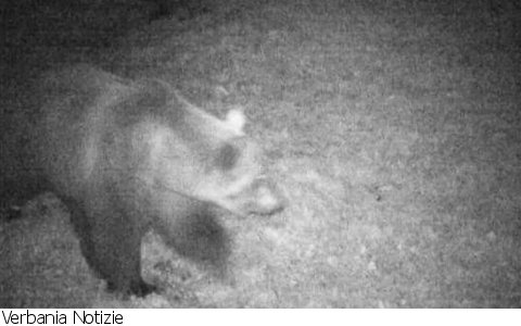 Trontano
Riappare l'Orso