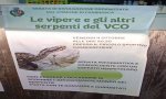 Cambiasca
"Le vipere e gli altri serpenti del VCO"