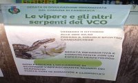 Cambiasca
"Le vipere e gli altri serpenti del VCO"