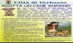 Verbania
Adotta un cane anziano: supporto dell'Amministrazione Comunale