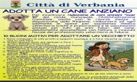 Verbania
Adotta un cane anziano: supporto dell'Amministrazione Comunale