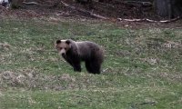 Verbania
Orso in Val Grande: precisazioni dal Parco