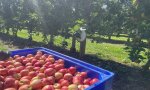 Fuori Provincia
Frutta e ortaggi: una stagione positiva