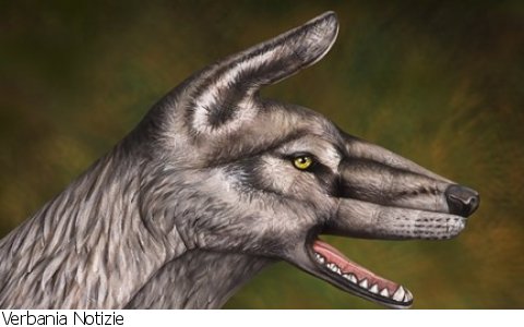 Bognanco
Mostra diffusa “Manimali”