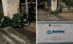 Verbania
Un altro albero di Natale distrutto