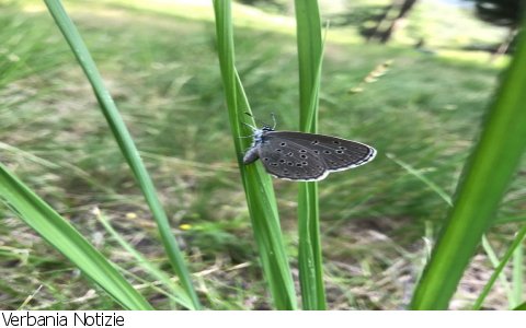Verbania
Parco Val Grande a sostegno delle Specie Rare