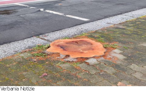 Verbania
Lega su ripiantumazione a Suna