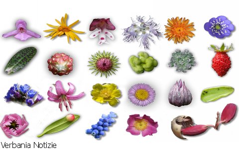 Verbania
Val Grande: 419 specie censite