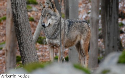 Verbania
Lupo nel VCO: 49 esemplari e 8 branchi