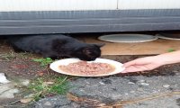 Verbania
Cambia la rete di raccolta alimentare LAV