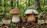 Verbania
Controllare i funghi