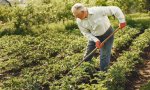 Verbania
"Vitamina G: il giardinaggio per coinvolgere gli anziani"
