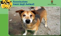 Verbania
Amico Cane 2° edizione