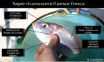 Stresa
"Pesce sui banchi"