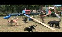 Verbania
Accetta: "Parchi giochi per cani"