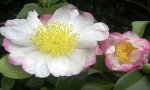 Verbania
 46° Mostra della Camelia di Primavera di Verbania  