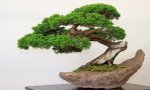 Omegna
Bonsai Nelle Piazze A Cura Di Anlaids