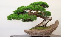 Omegna
Bonsai Nelle Piazze A Cura Di Anlaids