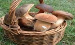 Verbania
Funghi in tranquillità: servizio micologico gratuito