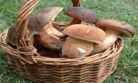 Verbania
Funghi in tranquillità: servizio micologico gratuito