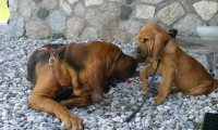 Verbania
Corso per i conduttori di cani molecolari