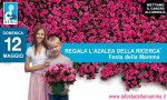 Verbania
AIRC "Azalea della Ricerca"