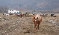 Ossola
Sequestrati 30 cavalli maltrattati