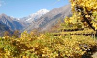 Verbania
I vini di Montagna