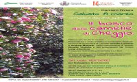 Cannero Riviera
Il bosco delle camelie di Cheggio