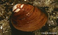 Verbania
Vongole asiatiche nel Lago Maggiore