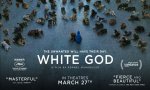 Verbania
Metti una sera al cinema - White God - Sinfonia per Hagen 