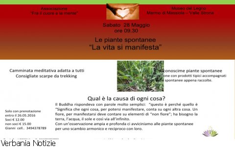 Massiola
Le piante spontanee