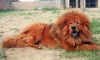 Fuori Provincia
Crazy News: Zoo chiuso perchè spaccia cane per leone