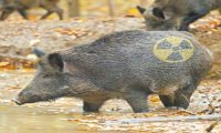 Canton Ticino
"Il suo cinghiale è radioattivo"