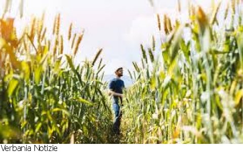 Verbania
Work4You: Lavoro giovanile in agricoltura, il bando "Nuovi Fattori di Successo".