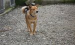 Verbania
Terza edizione di "Amico Cane"